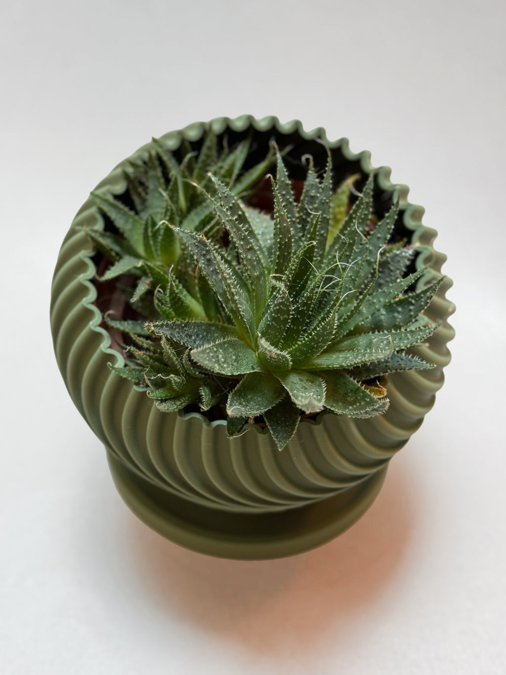 Modern Indoor Planter with Little Platter "Swirl"